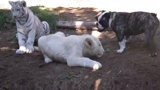 Watch Brave Bulldog Attacks Lion And Tiger Video