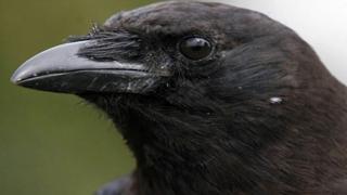 Watch Intelligent Bird Solves 8 Step Puzzle Video