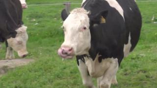 Watch Freed Cows Jump For Joy Video