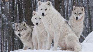Watch How Wolves Change Rivers Video