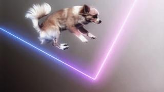 Watch Flying Dogs Video