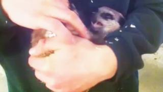 Watch Ever Heard A Meerkat Laughing? Video