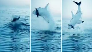Watch High Velocity Attack Of A Great White Shark Video