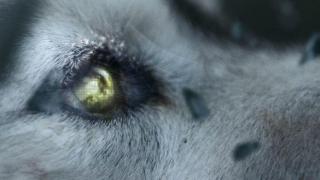 Watch David Guetta - She Wolf (Falling To Pieces) ft. Sia  Video