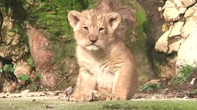 Watch French Zoo Cautiously Debuts Rare Lion Cubs Video