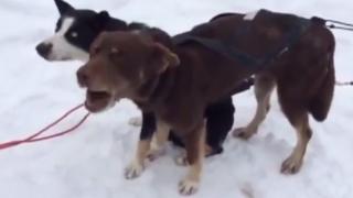 Watch Blah Blah Blah Dog Video