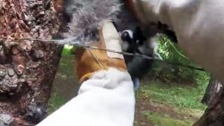 Watch Man Saves Raccoon From Barbed Wire Fence Video