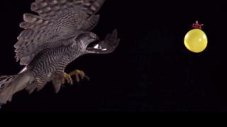 Watch Hawk Attacking Water Balloon In Slow Motion Video