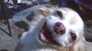 Watch Best Vine Animal Compilation (Super Funny) Video Video