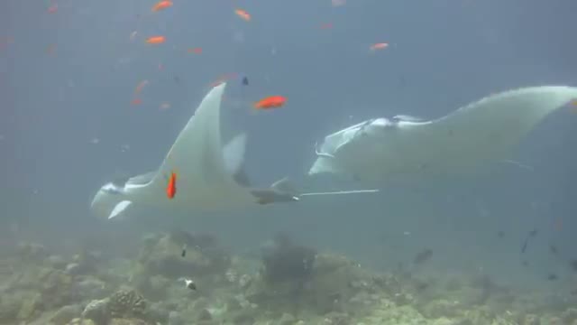Watch Maldives Underwater Footage Video