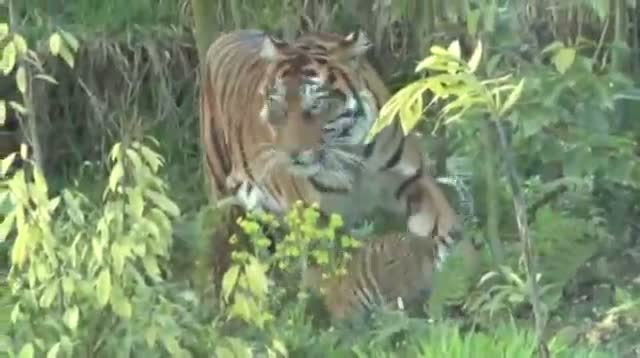 Watch Sumatran Tiger Cubs Debut at London Zoo Video
