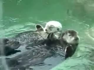Watch Otters Holding Hands (Pet Video) Video