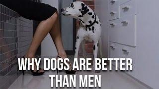 Watch Dogs are better than men....10 Reasons Why Video