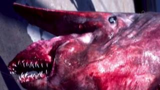 Watch GOBLIN SHARK CAUGHT OFF FLORIDA Video