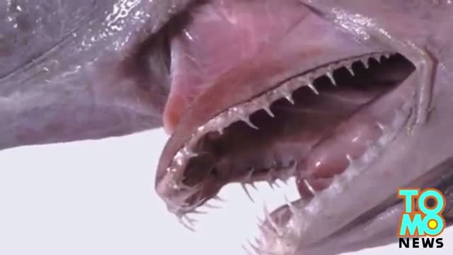 Watch World's most disgusting animal? Goblin shark caught off the coast of Florida Video