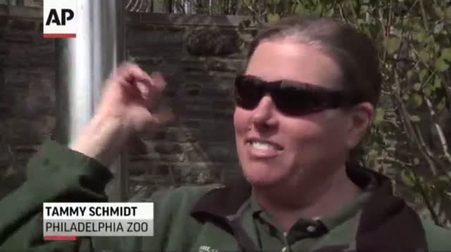 Watch Tigers Stretch Legs at Philadelphia Zoo Video