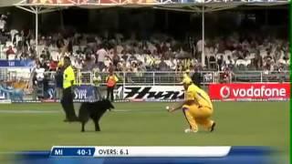 Watch A Funny Dog in IPL Cricket Field Very Funny Video