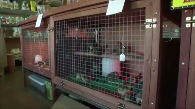 Watch Rooster at Top of Hardware Store's Pecking Order Video