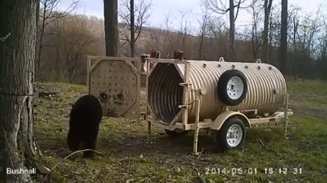 Watch Sneaky Bear Gets Back Rub, Snags Doughnut Video