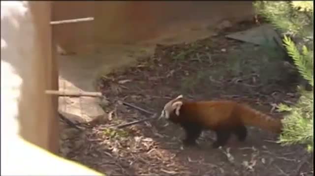 Watch Twin Red Panda Cubs Make Public Debut Video