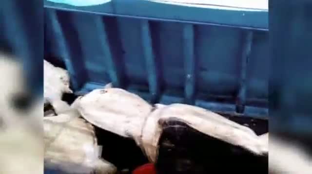 Watch Chinese Crew Accused of Turtle Poaching Video