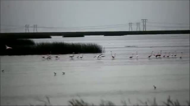 Watch Wild Flamingos Flock to South Florida Video