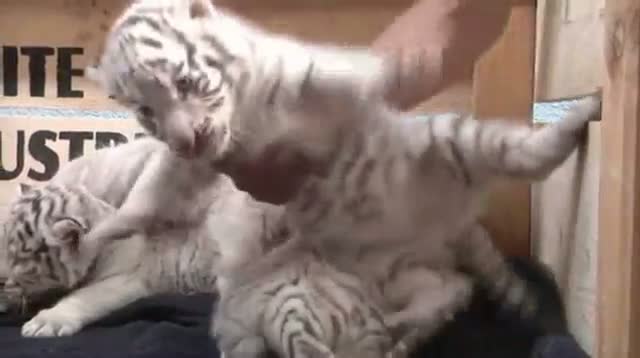 Watch Zoo in Austria Unveils Five White Tiger Cubs Video
