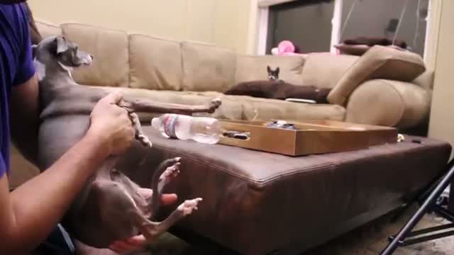 Watch Jenna Marbles: How to Mildly Annoy Your Dogs Part 2 Video