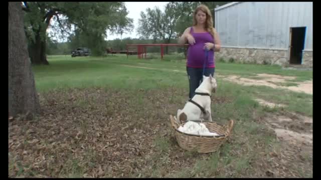 Watch Woman Arrested in Killing of Nursing Dog Video