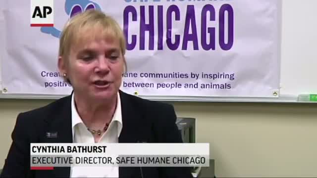 Watch Training Aims to Reduce Police Shooting Dogs Video