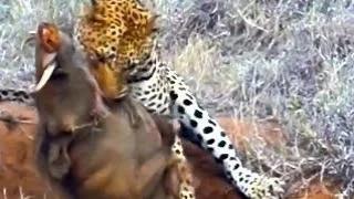 Watch Leopard Kills Warthog in Burrow - Latest Wildlife Sightings Video