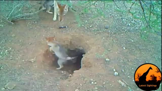 Watch Most Incredible Wildlife Footage Video