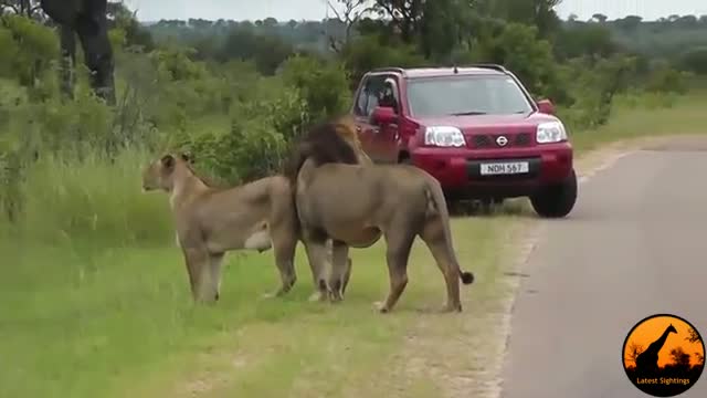 Watch Lion Shows Tourists Why You Must Stay Inside Your Car - Latest Wildlife Sightings Video