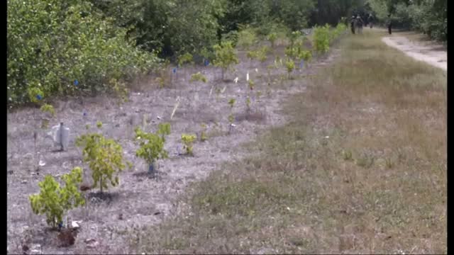 Watch Endangered Butterflies Released in Florida Video