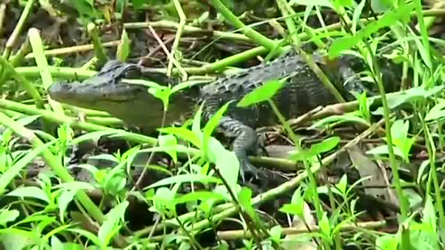 Watch La. Tour Operators Ordered to Stop Feeding Gator Video