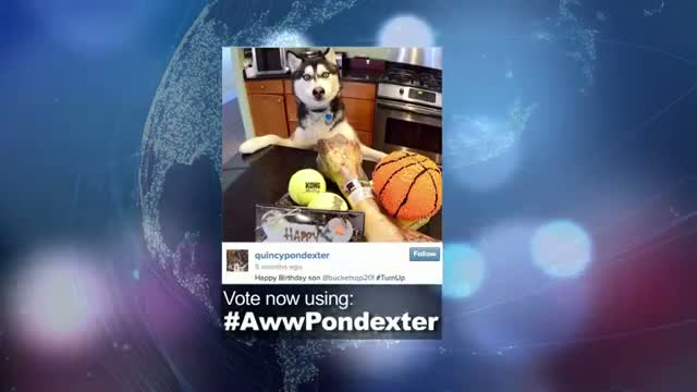 Watch 2014 NBA Social Media Awards "Aww" Award Nominee: Quincy Pondexter Video