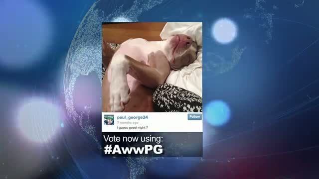 Watch 2014 NBA Social Media Awards "Aww" Award Nominees Video