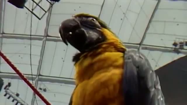 Watch Journey into the jungle with Santino Video