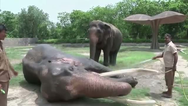 Watch India Zoo Keeps Animals Cool in Heatwave Video
