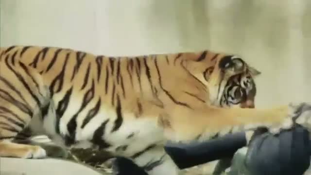 Watch Animals Go Wild for 'Zoo Jeans' Video