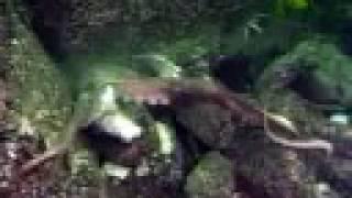 Watch Giant Octopus Attacks Diver Video