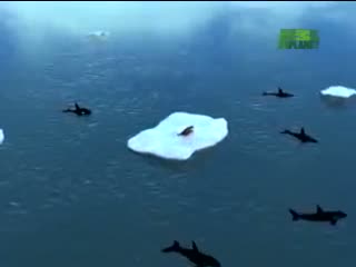 Watch Orcas Attack Seal Video