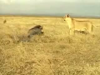 Watch Wild Pig vs Lion, Pig Attacks Lion, Wild Animal Attacks Video