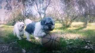 Watch Pitbull's 'We Are One (Ole Ola) - Doggy Version Video