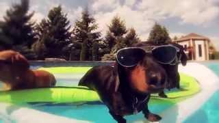 Watch Saturday Saturday - Exclusive Doggy Version Video
