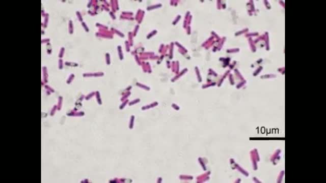 Watch Listeria Contamination Video