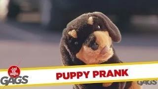 Watch Puppy Steals Hot Dogs Pranks Video