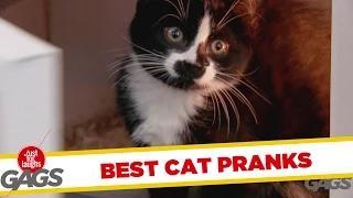 Watch Best Cats Pranks - Best of Just for Laughs Gags Video