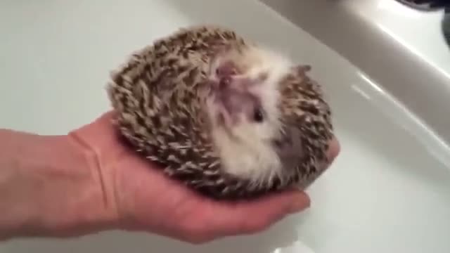 Watch Animals Very Funny Video Clips Grouped Video