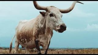 Watch alt-J - Left Hand Free (Official Video) 1 Video